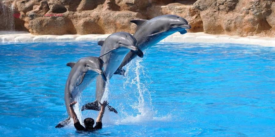 dolphin-show-antalya-02