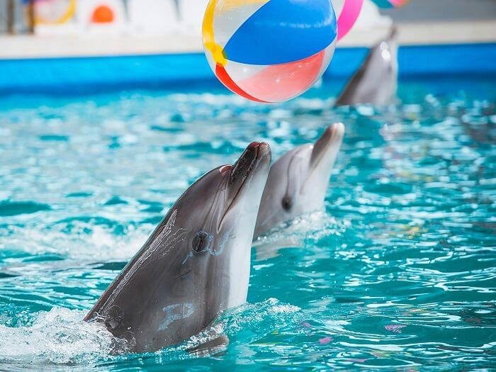 dolphin-show-antalya-06