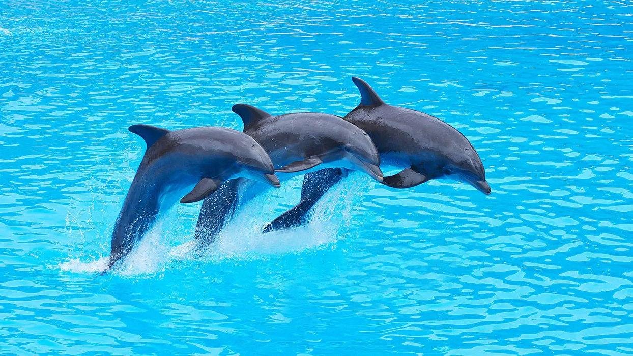 dolphin-show-antalya-07